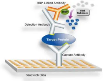 Figure 15: ELISA sandwich model, high capture antibody, http://proteomics.case.edu/proteomics/elisa.html (8)