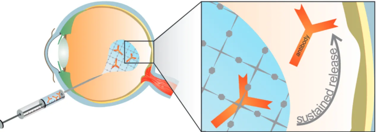 Figure 1.1. Sustained release of entrapped antibodies at the posterior segment of the eye after intraocular  injection of an in situ gelling hydrogel