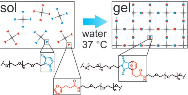 Figure 1.2. Principle of DA reaction for in situ hydrogel formation. Furyl- and maleimide functionalized  star shaped PEG were dissolved in water and combined, e.g