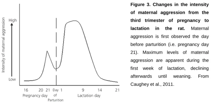 Figure  3. Changes in the intensity  of maternal aggression from the  third trimester of pregnancy to  lactation in the rat
