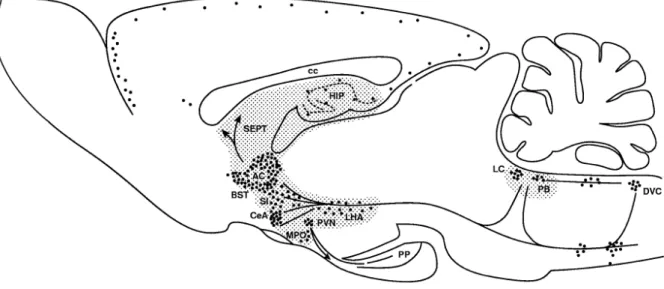 Figure  5. Sagittal section through a rat brain depicting the location of CRF cell bodies and  pathways