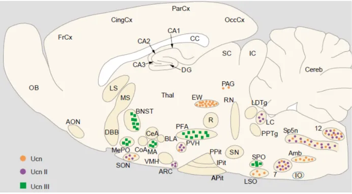 Figure 6. Distribution of Ucn 1, Ucn 2, and Ucn 3 mRNA in a sagittal section of the rat brain