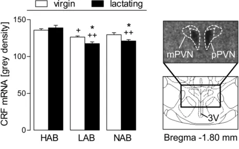Figure 9. Expression of CRF mRNA within the parvocellular part of the paraventricular nucleus  of virgin and lactating (LD 4) HAB, LAB, and NAB rats under basal, non-stress conditions (left)