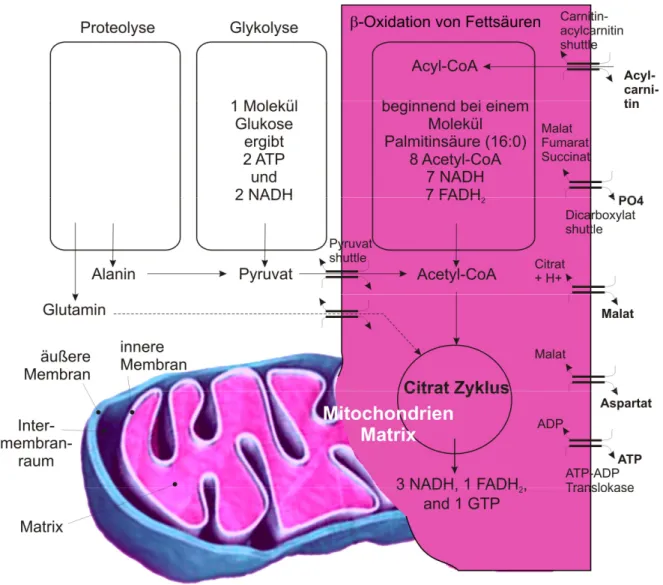 Abbildung 5: ATP-Synthese durch Verwertung energiereicher Substrate (Proteine, Glukose,  Fettsäuren) 