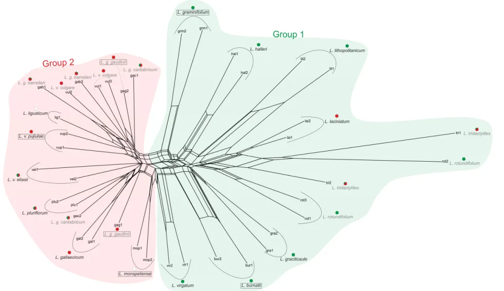 Figure 4 - Network obtained from AFLP data using Nei-Li distances. Species names in grey belong to taxa which failed to form a monophyletic group and their accessions  are  placed  separately