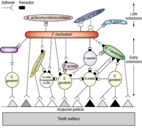 Abb. 2  Schematische  Skizze  der  Anordnung  von  Bakterienstämmen,  die  dentale  Biofilme  bilden