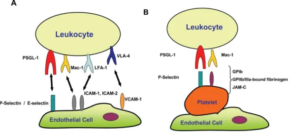 Abbildung 1 Interaktion zwischen Endothelzellen und Leukozyten (Langer and Chavakis, 2009)