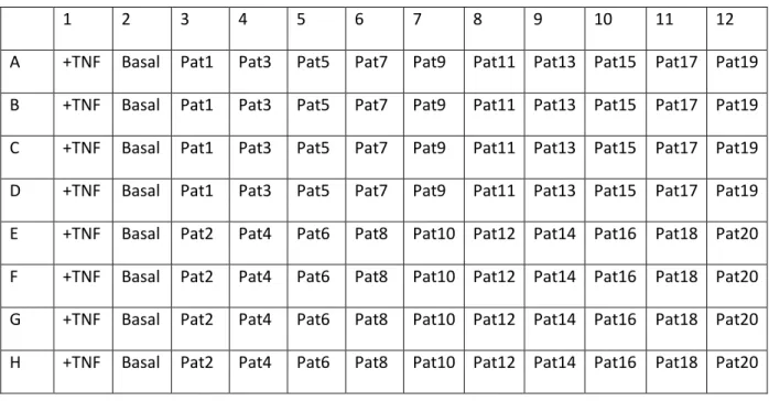 Tabelle 4 Beispielhafte Belegung einer 96-well-Platte, die Positivkontrolle mit TNF-α: 8-fach-Bestimmung, die  Negativkontrolle mit Basalmedium von Promocell: 8-fach-Bestimmung, Patientenseren: 4-fach-Bestimmung