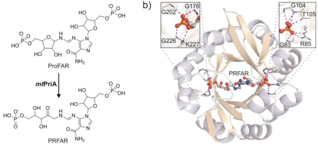 Figure 2. Reaction and structure of  mtPriA. a) mtPriA catalyzes the conversion of ProFAR to PRFAR  within  histidine  biosynthesis