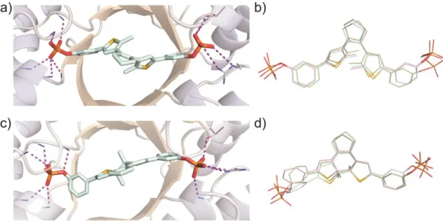 Figure  4.  MD  simulations  of  mtPriA  and  bound  meta-phosphate  6.  For  each  isomer,  three  independent calculations were performed and representative enzyme structures for the open (a)  and closed (c) form are shown