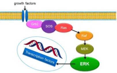 Figure 9. The extracellular-regulated kinase (ERK) pathway.  