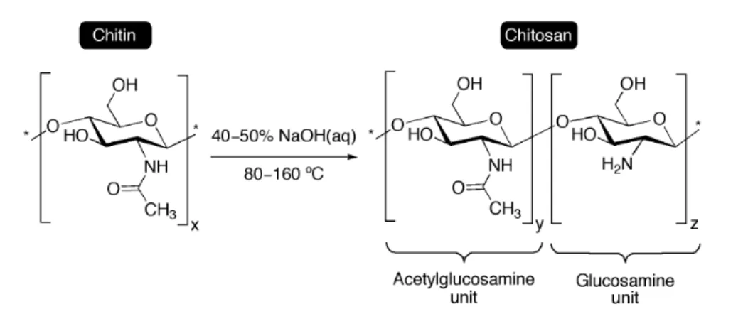 Figure  1.  General  preparation  of  chitosan  by  deacetylation  of  chitin  under  alkaline  conditions,  which are chosen depending on the biopolymer source and the desired DDA
