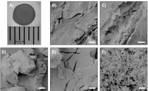 Figure 7. A) Digital photograph of a CSHB under an optical microscopy (magnification 10×)