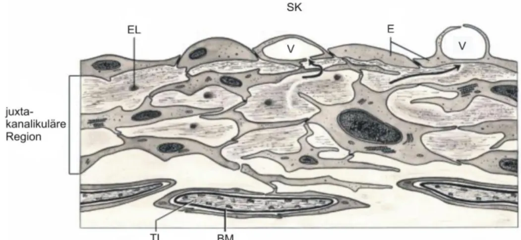 Abbildung  2-3:   Darstellung  der  Innenwand  des  Schlemm´schen  Kanals  (SK)  und  der  angrenzenden  kribriformen Region des Trabekelwerks (TW) (Lütjen-Drecoll et al., 2001)