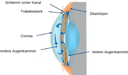 Abbildung 2-4:  Konventioneller Kammerwasserabfluss (modifiziert nach McLaren 2010). Das Kammerwasser  wird  vom  Ziliarepithel  sezerniert,  gelangt  dann  über  aktive  Transportprozesse  in  die  hintere  Augenkammer  und  fließt  über  die  Pupille  in