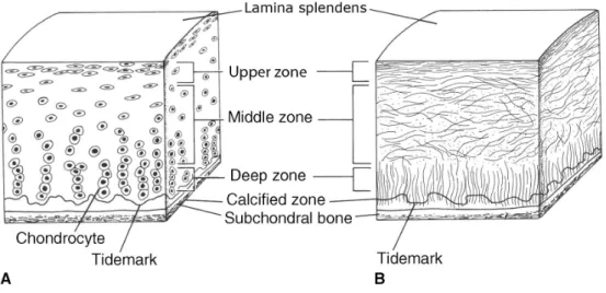 Figure 1: Schematic overview of articular cartilage  