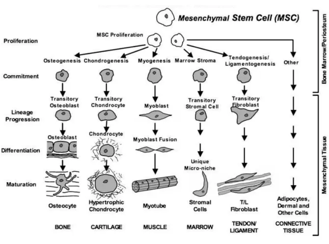 Figure 4: Regenerative potential of MSC 