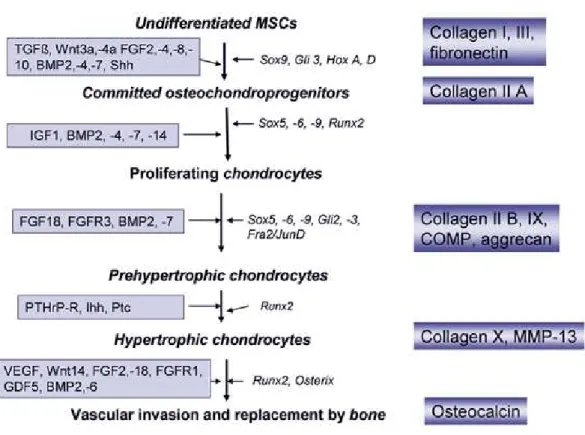 Figure 5: Chondrogenic differentiation during endochondral bone formation.  