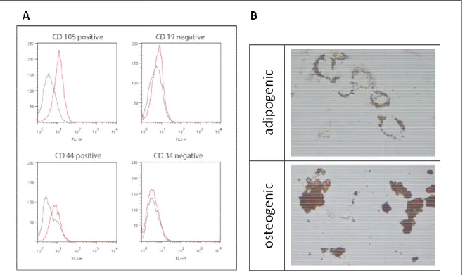 Figure 10: FACS analysis of BMSC surface markers and staining of adipogenic and osteogenic differentiation (A)  Isolated  plastic  adherent  BMSC  in  passage  3  were  analy