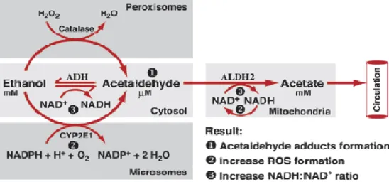 Figure 2.3 Oxidative ethanol metabolism in the liver cells (hepatocytes) (Zakhari, 2006)