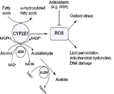 Figure 2.5 A significant amount of CYP2E1 is produced and activated by alcohol and fatty acids in  ALD and NAFLD (Leung and Nieto, 2013)