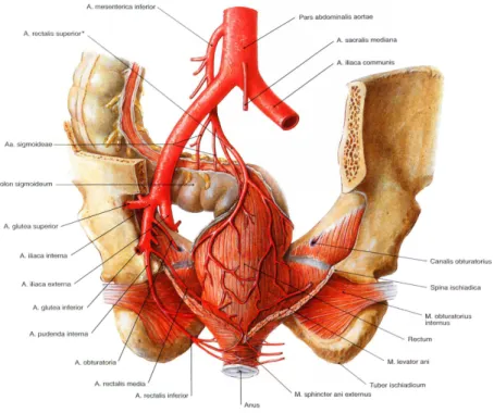 Abbildung 4: Arterien des Mastdarms (von dorsal) (Sobotta und Putz 2007)