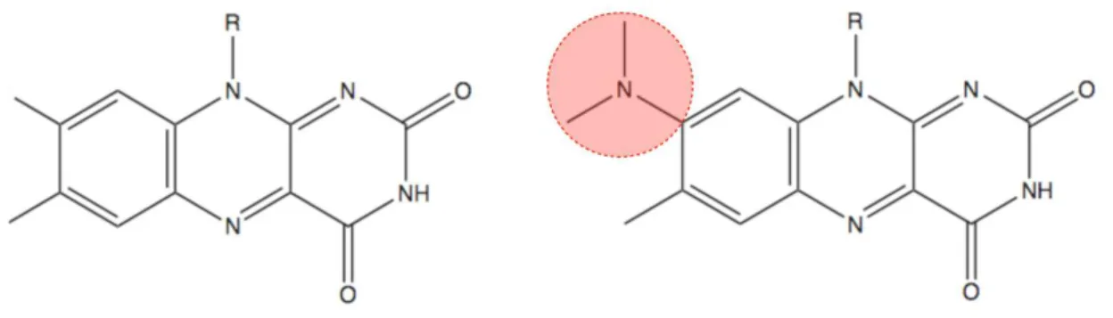 Figure 2.1: Chemical structure of flavin (left side) and roseoflavin (RoF; right side; dimethylamino group (DMA) depicted in red)