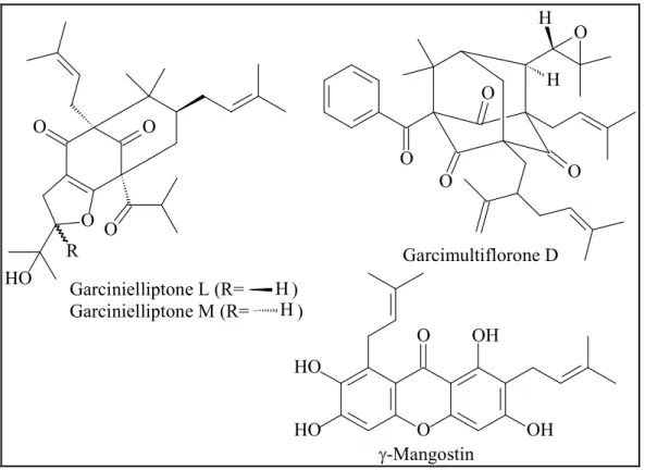 Figure 16.  Some anti-inflammatory compounds from the genus Garcinia