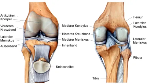 Abb. 1.2: Anatomischer Aufbau des menschlichen Kniegelenks 