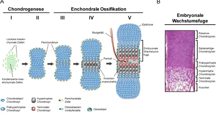 Abb. 1.4: Übersicht über die einzelnen Schritte der Chondrogenese und der enchondralen Ossifika- Ossifika-tion sowie über die strukturelle OrganisaOssifika-tion der embryonalen Wachstumsfuge  