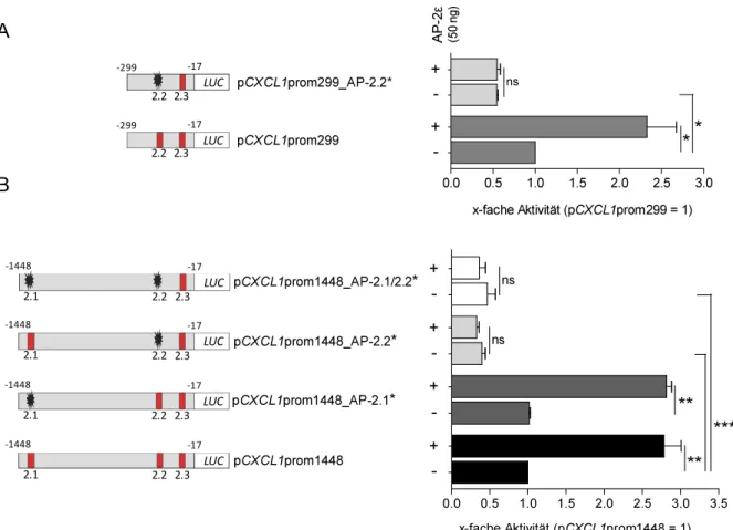 Abb. 2.3: Mutation putativer AP-2 Bindestellen im  CXCL1  Promotor 