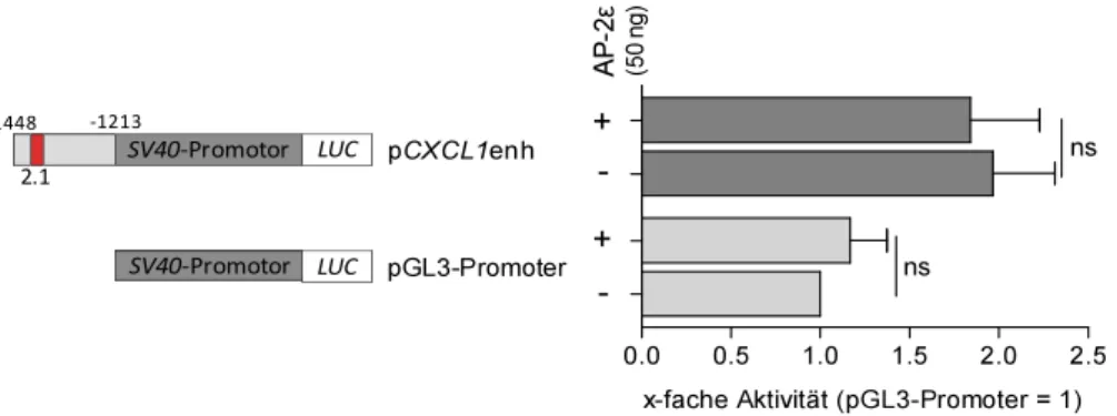 Abb. 2.4: Separate Analyse der  CXCL1  Promotorsequenz um AP-2.1 