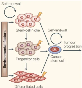 Figure 3. The adult mammary stem cells and breast cancer  stem cells  share certain 