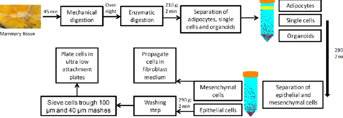 Figure 2. Digestion of  the tissue specimen and cell isolation.