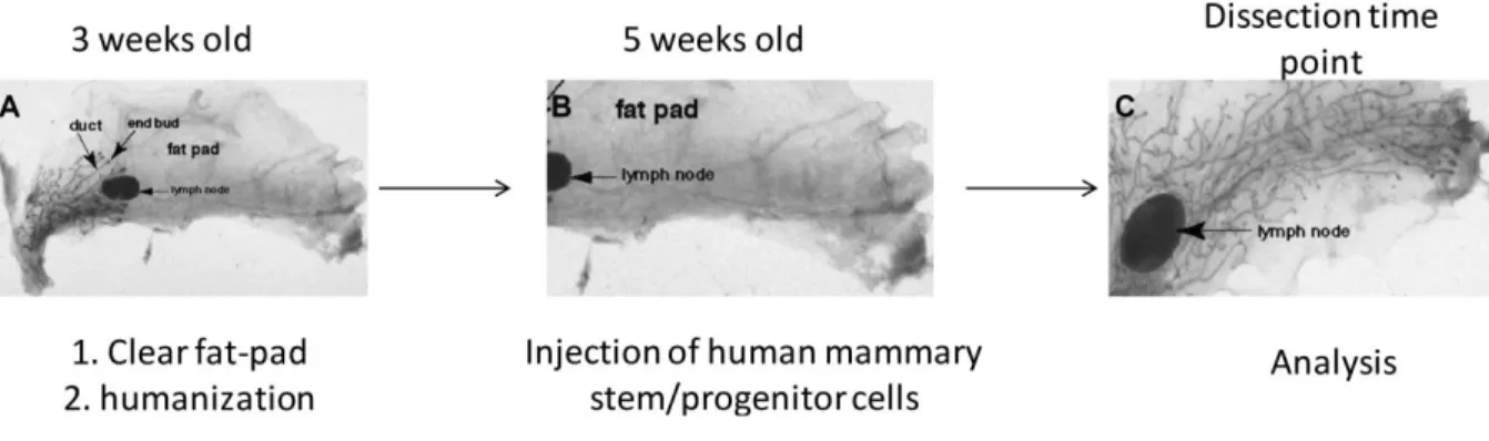 Figure 4. In vivo differentiation of the human mammary stem and progenitor cells in NSG mice