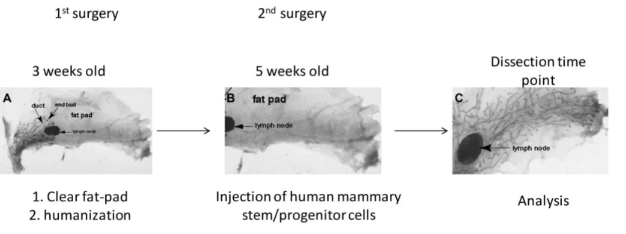 Figure 8. In vivo differentiation of the human mammosphere s in NSG mice.  