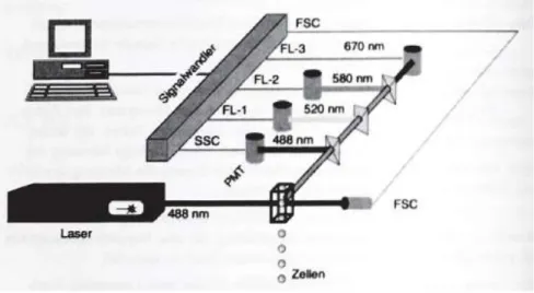 Abbildung 4 zeigt den schematischen Aufbau eines solchen  Durchflusszytometers. Hierbei wird der Strahlengang und dessen Aufspaltung in  die einzelnen Emissionsspektren deutlich.