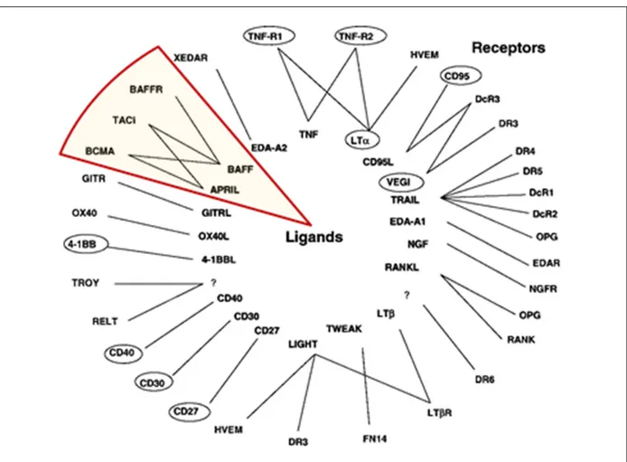 Abbildung 3: TNF- Superfamilie: Liganden und Rezeptoren (nach  31 ) Die Abbildung gibt Überblick über die  Liganden und Rezeptoren der TNF-Superfamilie