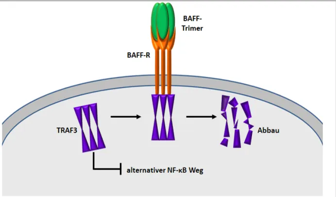 Abbildung 6: Interaktion von BAFF mit BAFF-R (nach  41 ) Zur Aktivierung einer BAFF-R getriggerten  Signaltransduktion genügen BAFF-Trimere