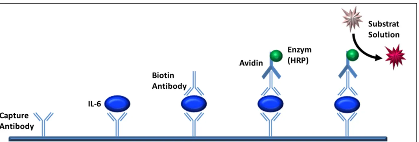Abbildung 7: Human-IL-6-ELISA Die Abbildung zeigt schematisch die einzelnen Bindungsschritte im IL-6- IL-6-Enzyme-linked Immunosorbent Assay