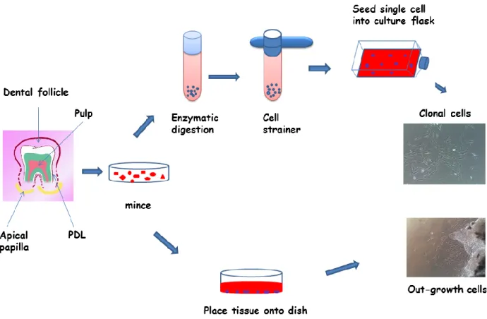 Figure A. Isolation methods of human tooth-tissue derived stem cells 