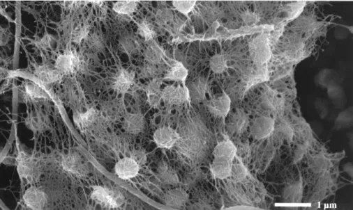 Figure II.3-1 Scanning electron micrograph of the inner of a pearl. Small cocci (archaea) are embedded in a dense network  of cell surface appendages and surrounded by filamentous bacteria (Rudolph et al., 2001).