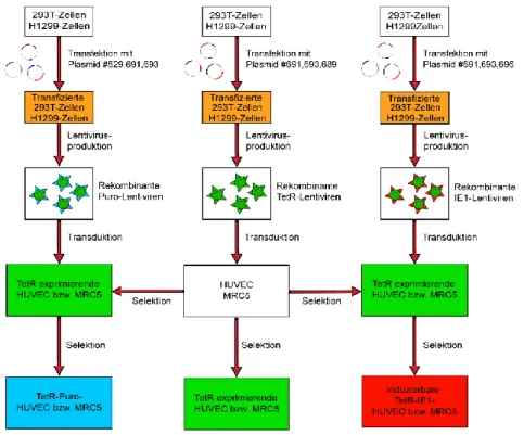 Abbildung 2: Schematische Darstellung der Herstellung von TetR-, TetR-Puro- und TetR-IE1-Zellen 