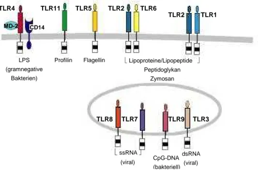 Abbildung 1.1: Humane „Toll-like“-Rezeptoren und ihre Liganden 