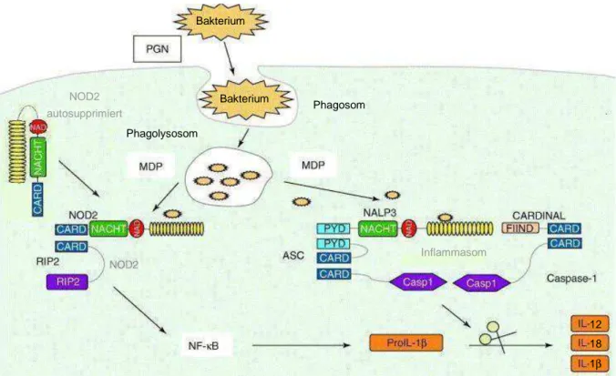 Abbildung 1.2: Aktivierung von NOD2 und NALP3 durch Peptidoglykan (PGN) 