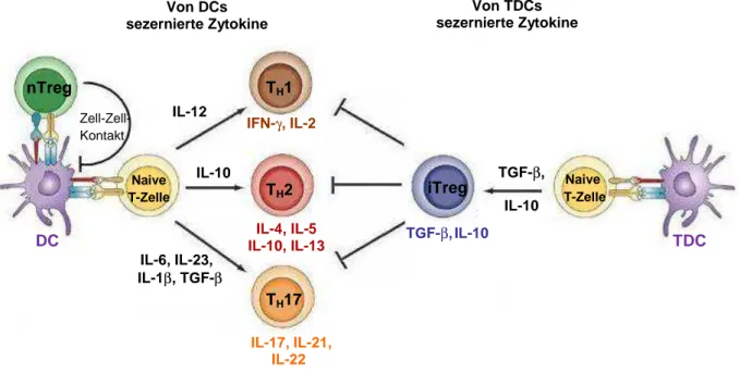 Abbildung 1.3: Differenzierung von T-Lymphozyten 