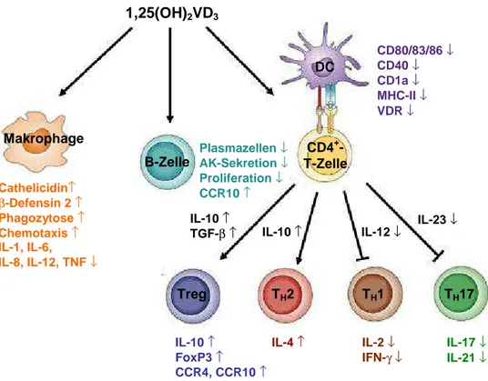 Abbildung 1.5: Einfluss von 1,25-Dihydroxy-Vitamin D 3  auf Immunzellen  