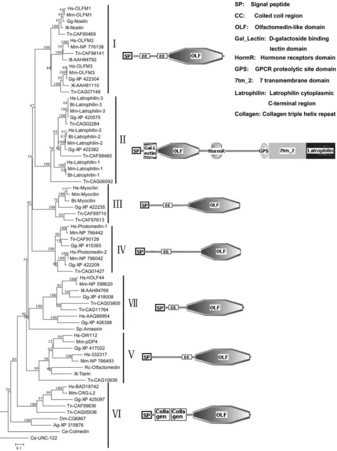 Abbildung 1: Phylogenetischer Stammbaum der Olfactomedin-Proteine        Die  Abbildung  zeigt  die  phylogenetischen  Beziehungen  der  Olfactomedin-Proteine