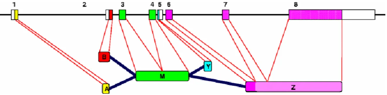 Abbildung 2: Schematisches Diagramm der Entstehung der Pancortin-Isoformen.  