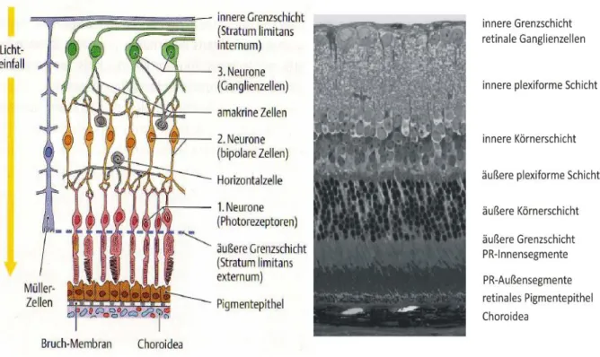 Abbildung 4: Zelltypen und Verschaltungen in der Netzhaut             Zu sehen ist eine schematische Zeichnung der Zelltypen und Verschaltungen in der Netzhaut (links)  sowie ein lichtmikroskopisches Bild (Färbung nach Richardson) des stratum nervosum reti